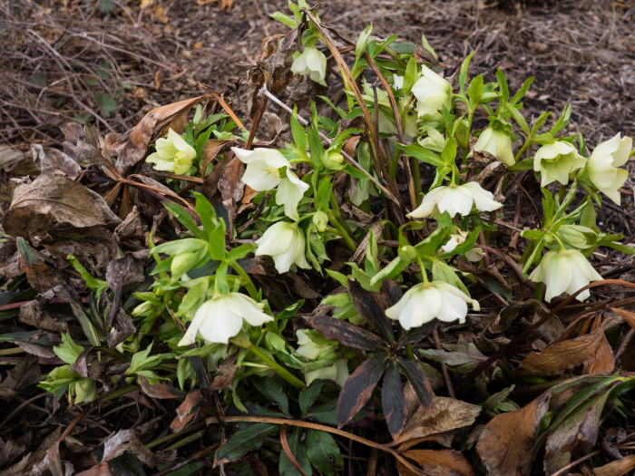 크리스마스로즈 - Christmas rose, Black hellebore, Helleborus niger L.