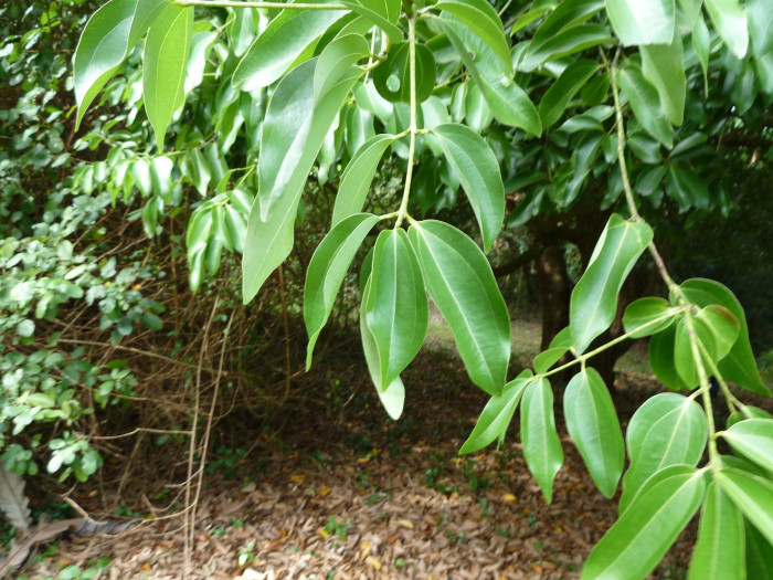 실론 계피 - Cinnamon, Ceylon cinnamon, Cinnamomum verum J. Presl