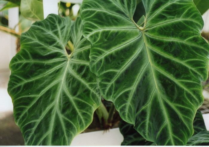 필로덴드론 베루코섬 - Philodendron Verrucosum