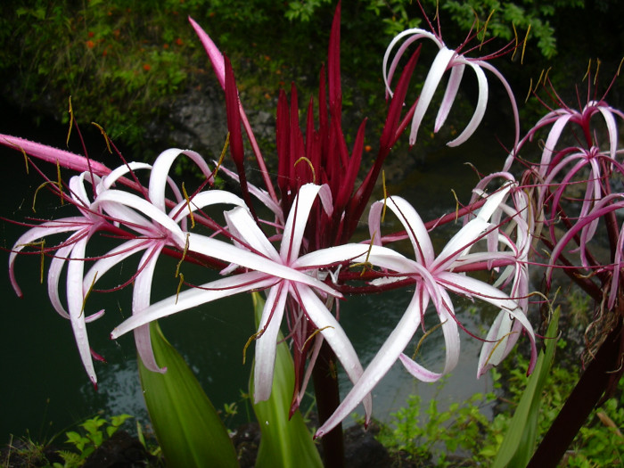 문주란 - poison bulb, giant crinum lily, grand crinum lily, spider lily, Crinum asiaticum var. japonicum Baker
