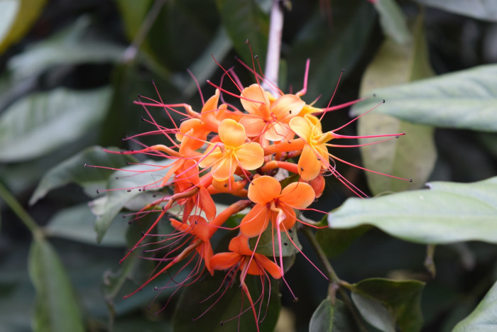아소카나무 - Ashok, Asoka-tree, Saraca indica L.