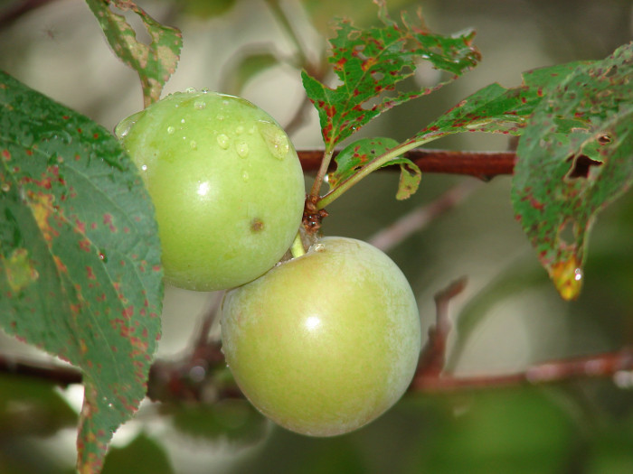 자두나무 - Prunus salicina Lindl. var. salicina