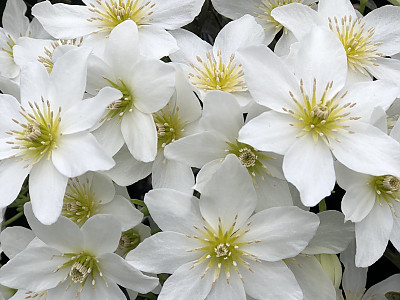 상록으아리 사진 - Clematis cartmanii Photos