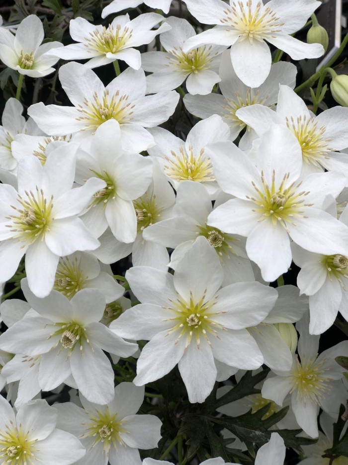 상록으아리 - Cartmanii Joe, Clematis cartmanii