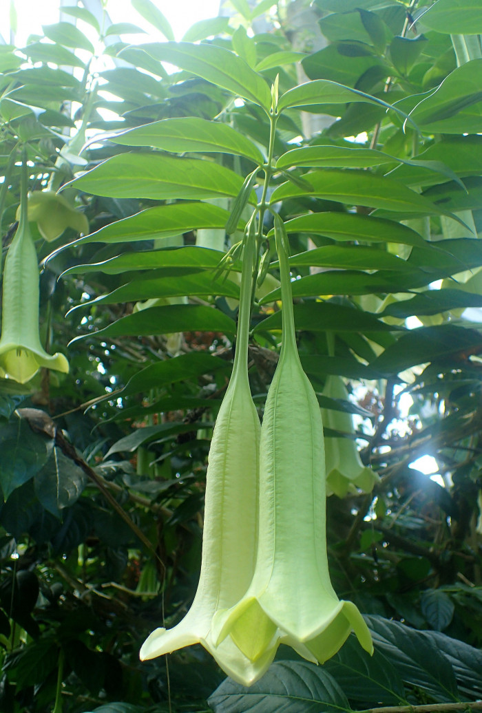 캄파니타 크리올라 - campanita, campanita criolla, Cubanola domingensis (syn. Portlandia domingensis)