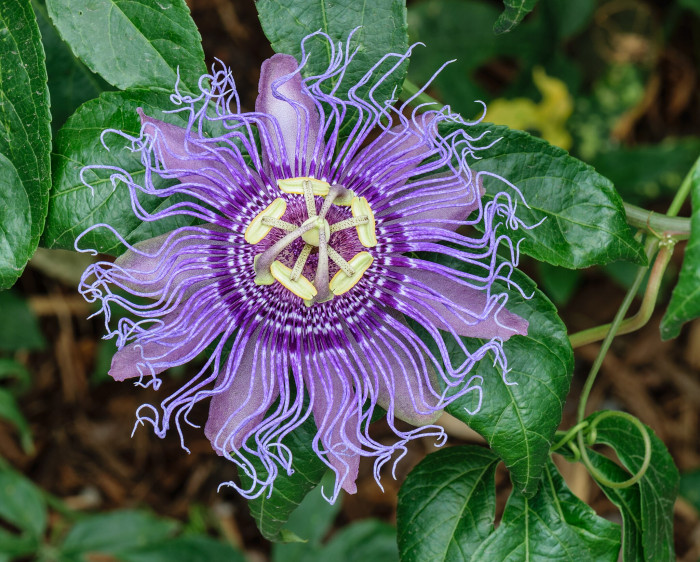 시계초 - passion flower, Passiflora caerulea
