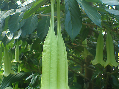 캄파니타 크리올라 사진 - Cubanola domingensis (syn. Portlandia domingensis) Photos