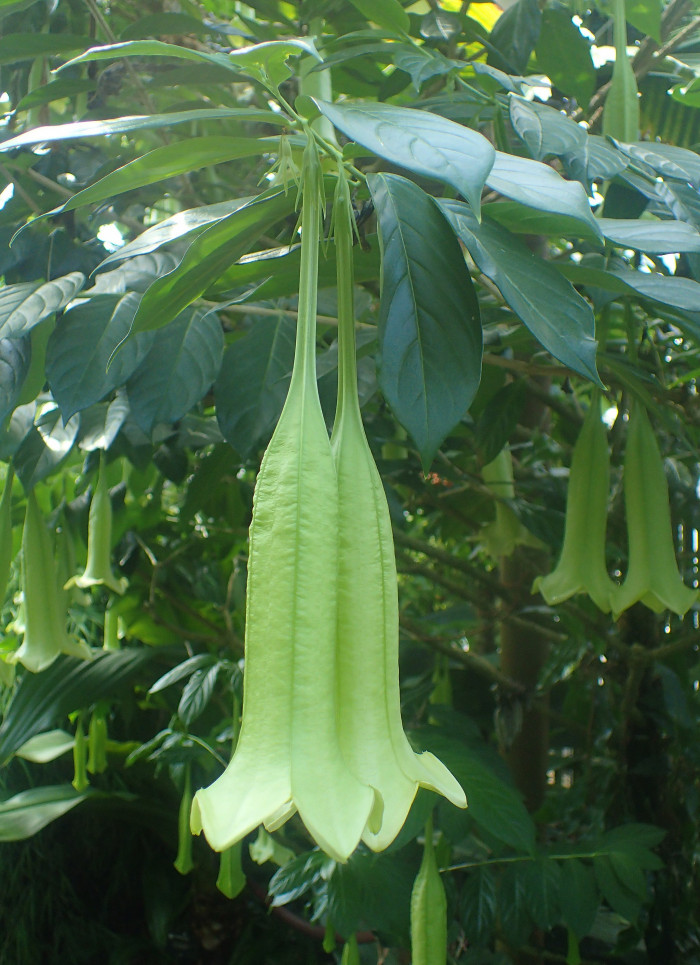 캄파니타 크리올라 - campanita, campanita criolla, Cubanola domingensis (syn. Portlandia domingensis)