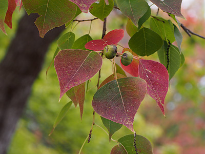 오구나무 사진 - Triadica sebifera (L.) Small Photos