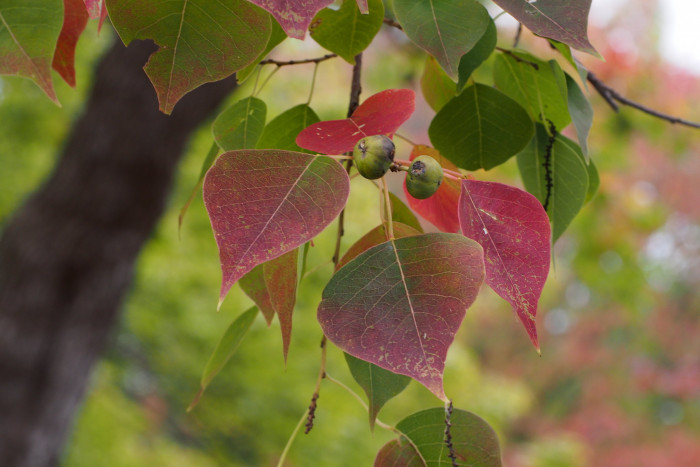오구나무 - Chinese tallow tree, Triadica sebifera (L.) Small