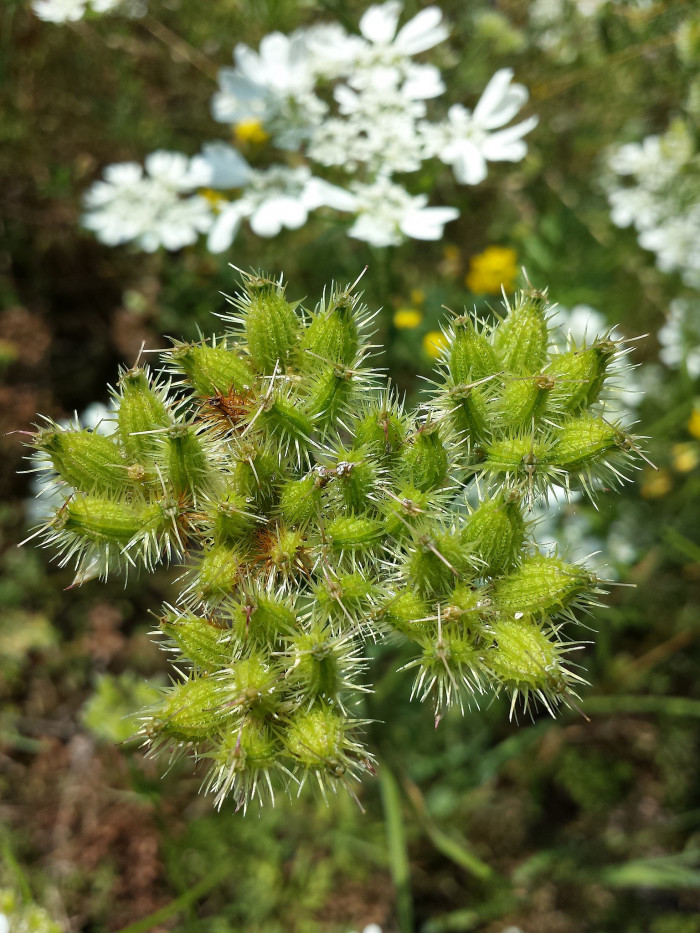 올라야 - White Lace Flower, Minoan Lace, Orlaya grandiflora