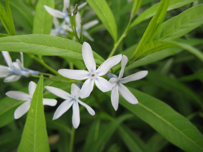 정향풀 - Amsonia elliptica (Thunb.) Roem. & Schult.