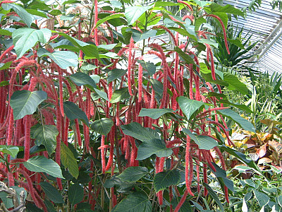 줄맨드라미 사진 - Amaranthus caudatus L. Photos