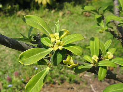 두메닥나무 사진 - Daphne pseudo mezereum var. koreana (Nakai) Hamaya Photos