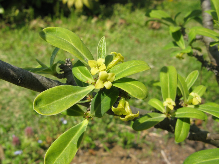 두메닥나무 - Daphne pseudo mezereum var. koreana (Nakai) Hamaya