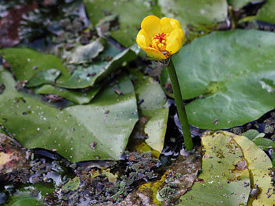 왜개연 사진 - Nuphar pumila (Timm) DC. Photos