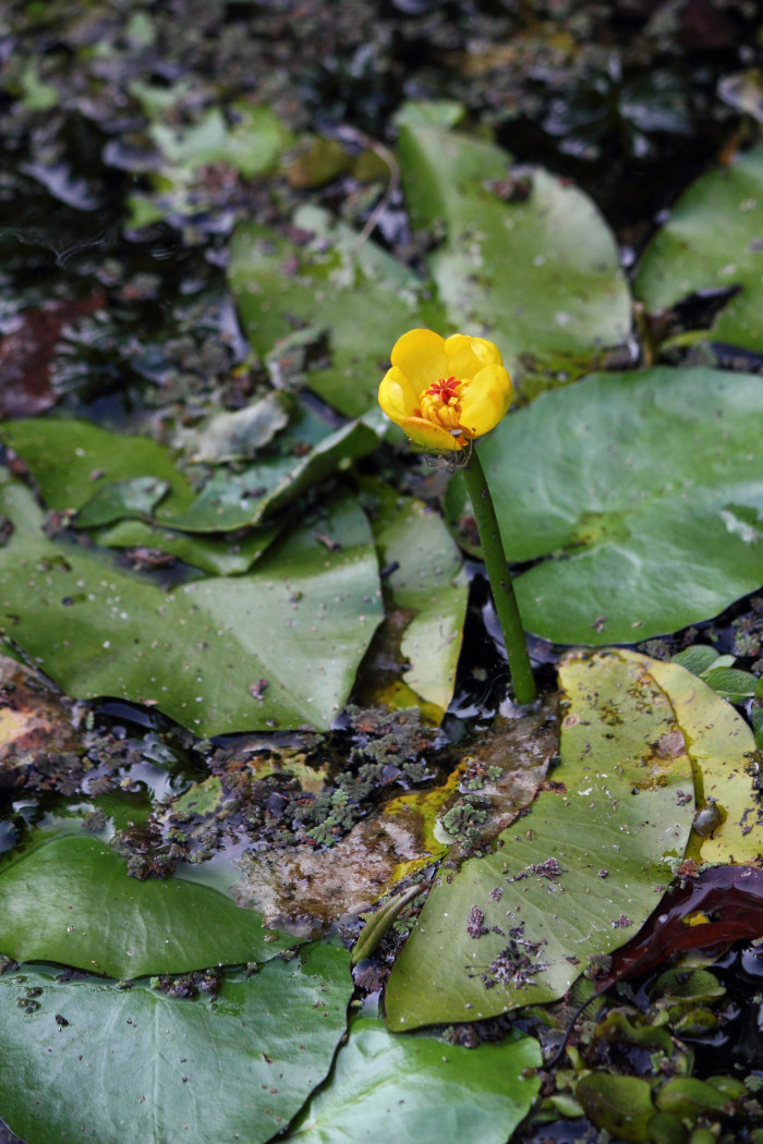 왜개연 - Nuphar pumila (Timm) DC.