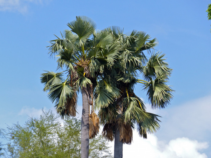 팔미라야자 - Wine palm, Palmyra fruit, Toddy Palm, Sugar Palm, Borassus flabellifer
