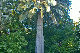 칠레와인야자 - Jubaea chilensis (Mol.) Baill.