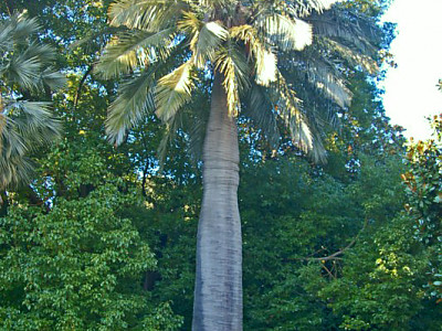 칠레와인야자 사진 - Jubaea chilensis (Mol.) Baill. Photos
