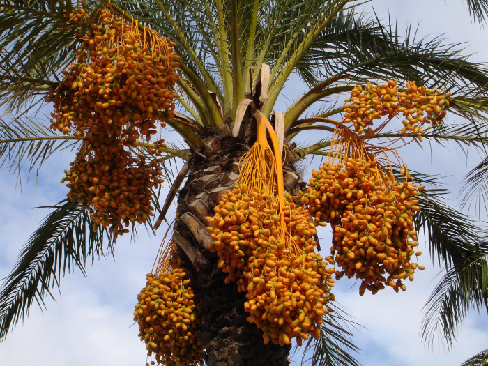 대추야자 - date palm, Phoenix dactylifera