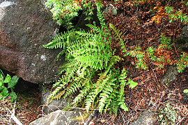 두메우드풀 - Woodsia ilvensis (L.) R.Br.