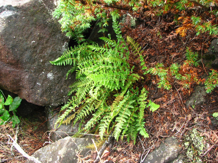 두메우드풀 - Woodsia ilvensis (L.) R.Br.