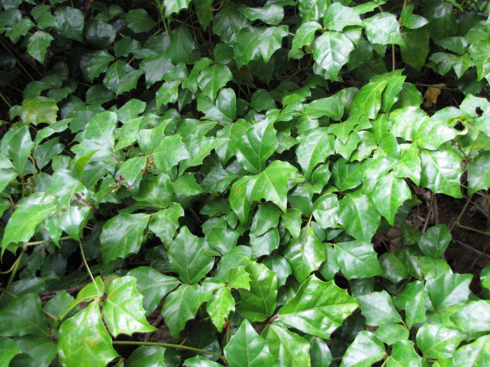 포도 아이비 - Grape ivy, oak leaf ivy, Cissus rhombifolia