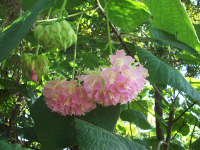 열대수국 사진 - Dombeya wallichii Photos