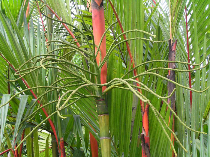 립스틱야자 - lipstick palm, red sealing wax palm, Cyrtostachys renda