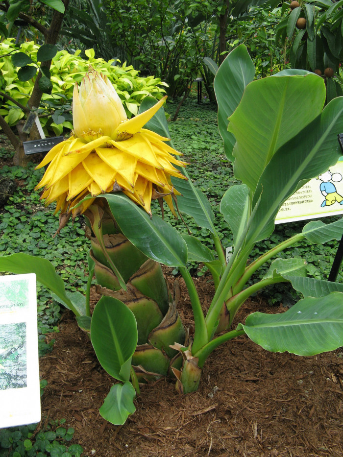 황금연꽃바나나 - Chinese yellow banana, Chinese dwarf banana, Golden lotus banana, Ensete lasiocarpum, Musella lasiocarpa