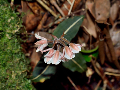 털사철란 사진 - Goodyera velutina Maxim. ex Regel Photos