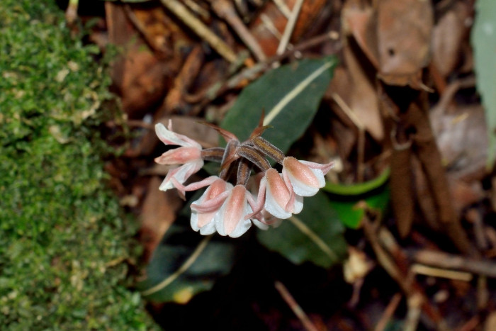 털사철란 - Goodyera velutina Maxim. ex Regel