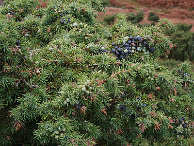 두송 사진 - Juniperus communis L. Photos