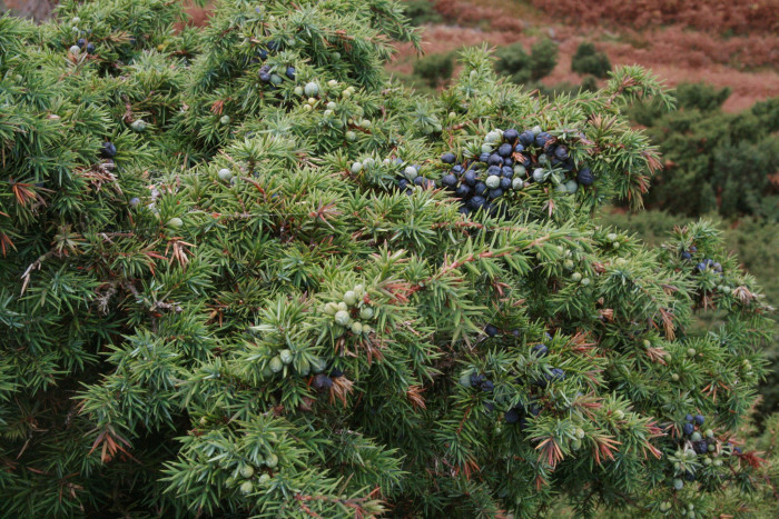 두송 - Juniperus communis L.