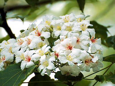 유동 사진 - Vernicia fordii (Hemsl.) Airy Shaw Photos