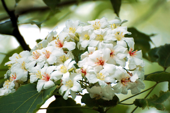 유동 - Vernicia fordii (Hemsl.) Airy Shaw