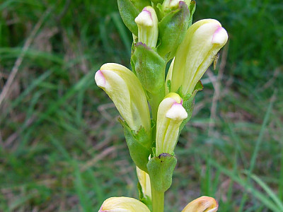 대송이풀 사진 - Pedicularis sceptrum carolinum L. Photos