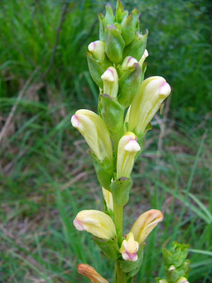 대송이풀 - Pedicularis sceptrum carolinum L.