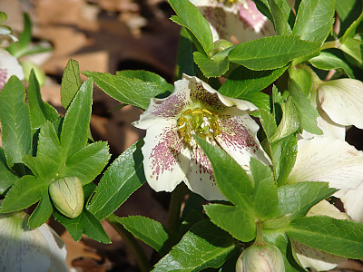 렌텐로즈 사진 - Helleborus orientalis Photos