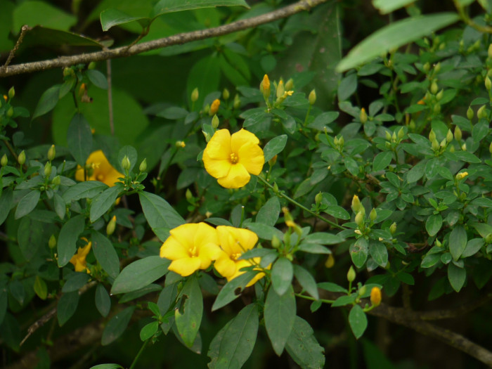 월광화 - Yellow flax, Reinwardtia indica, Calonyction aculeatum (L.) House