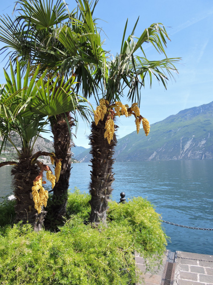 불가리아 야자 - Bulgarian Hardy Windmill Palm, Trachycarpus fortunei 