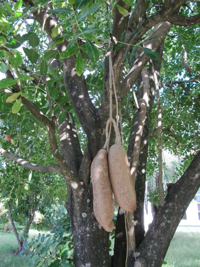 소시지나무 - Sausage Tree, Kigelia africana