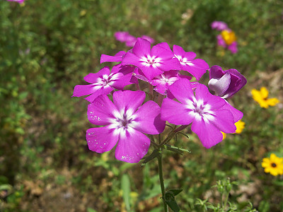 드람불꽃 사진 - Phlox drummondii Hook. Photos