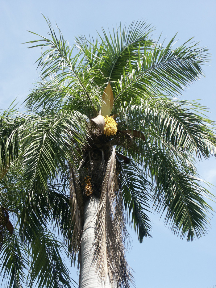 쿠바벨리 야자 - Cuban Belly Palm, Corojo palm, Gastrococos crispa, Acrocomia crispa