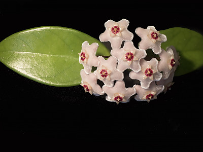 호야꽃 사진 - Hoya carnosa Photos