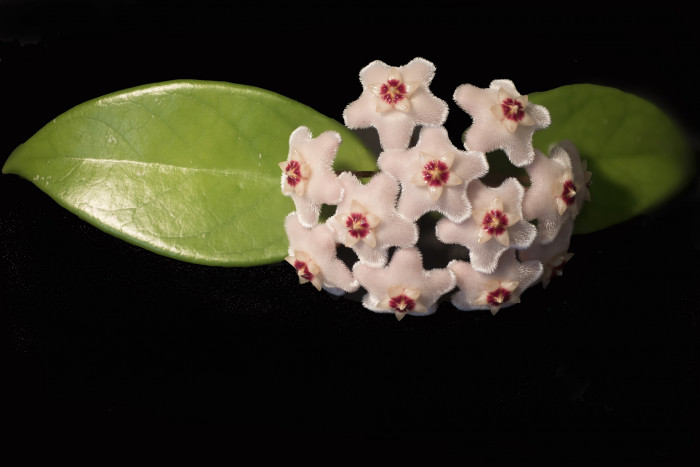 호야꽃 - Waxplant, Hoya, Hoya carnosa