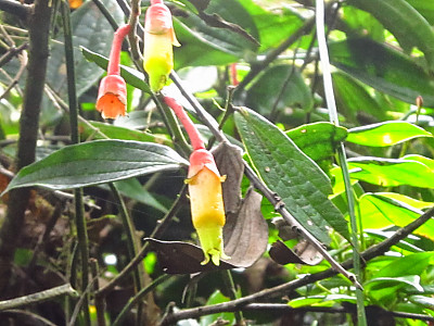 프삼미시아 사진 - Psammisia ulbrichiana  Photos