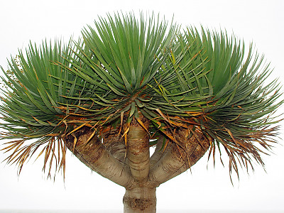 용혈수 사진 - Dracaena draco Photos