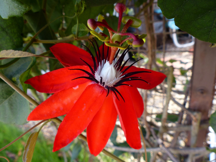 시계초 - passion flower, Passiflora caerulea